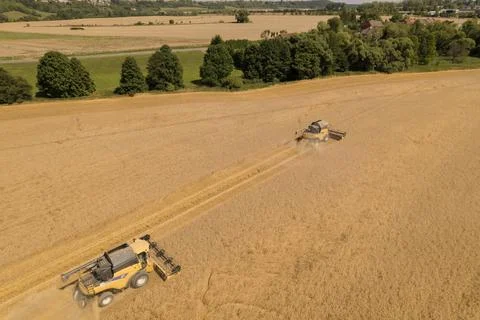 Process of wheat harvesting includes cutting the wheat stalks and separating Stock Photos