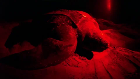 Process when a leatherback sea turtle covers an egg hole with sand on a beach. Stock Footage 269772199