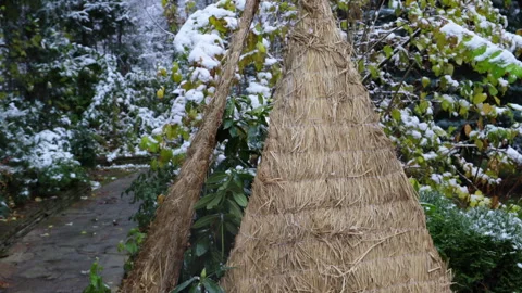 The process of winterizing rhododendron plants in the garden with decorative hay Stock Footage 301712772