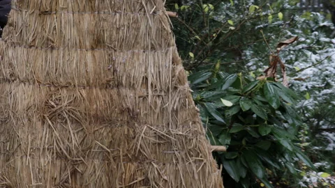 The process of winterizing rhododendron plants in the garden with decorative hay Stockbeeldmateriaal 301712814