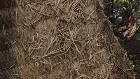 The process of winterizing rhododendron plants in the garden with decorative hay Stock Footage 301712824