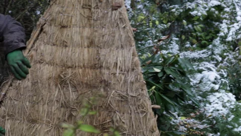 The process of winterizing rhododendron plants in the garden with decorative hay Stock-Footage 301712825
