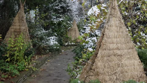 The process of winterizing rhododendron plants in the garden with decorative hay 스톡 동영상 301713337