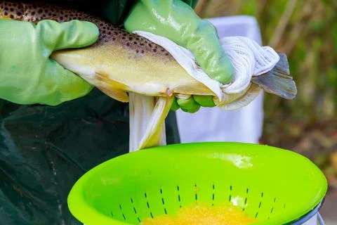 The process of work in fish farming. Obtaining yellow caviar from brook trout. Stock Photos