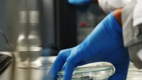 The process of working in an insect research laboratory. Close-up on petri Stock Footage 260896982