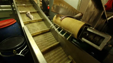 Processed and fresh fish on the line Stock Footage 42901733