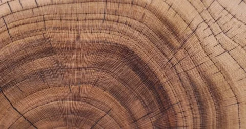 Processed beautiful walnut wood used for the manufacture of objects closeup Stock Footage 305657196