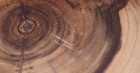 Processed beautiful walnut wood used for the manufacture of objects, serving Stock Footage 313564554