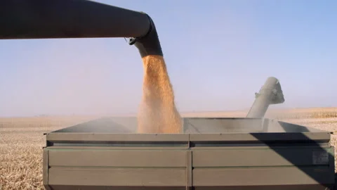 Processed corn kernels pour out of chute into trailer during harvest Stockbeeldmateriaal 202615826
