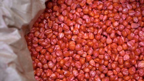 Processed corn seeds for cultivation Stock Footage