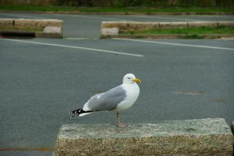 Processed by: Helicon Filter; Herring gull sitting on a stone surface of an e Foto stock
