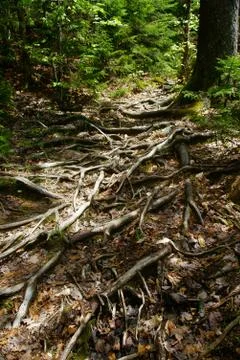 Processed by: Helicon Filter; Hugewingling tree roots covering forest floor Stock Photos