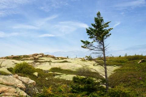 Processed by: Helicon Filter; Landscape with a single spruce, boulders and br Stock Photos