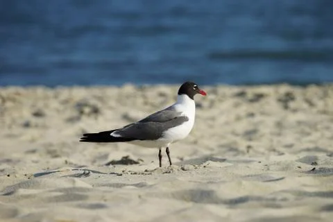 Processed by: Helicon Filter; Laughing Gull in breeding plumage profile in na Stock Photos