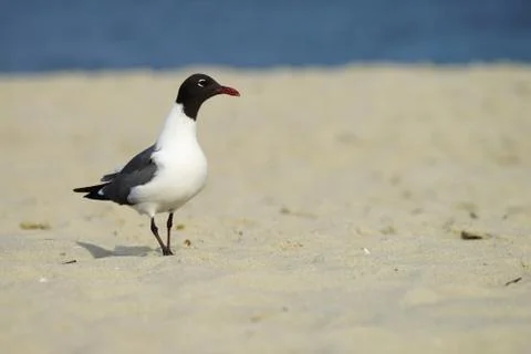 Processed by: Helicon Filter; Laughing Gull in breeding plumage walking on th Stock Photos