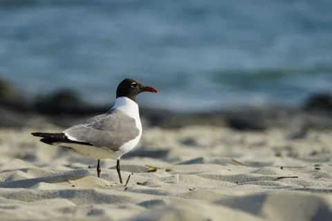 Processed by: Helicon Filter; Laughing Gull in breeding plumage on the light  Foto stock