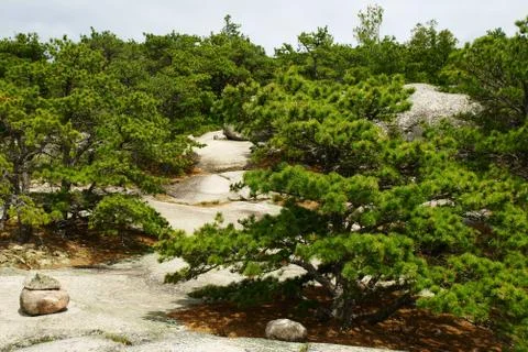 Processed by: Helicon Filter; Low pine trees growing over the huge lightly co Foto stock