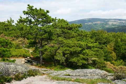 Processed by: Helicon Filter; Low pine vegetation over the boulders with a hi Stock Photos