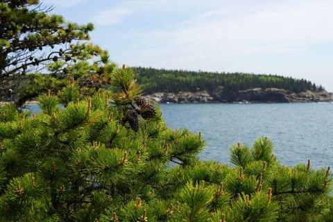 Processed by: Helicon Filter; Pine branches with cones and a blue water on th Stock Photos