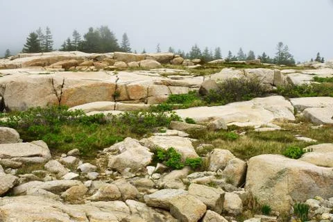 Processed by: Helicon Filter; Rough meadow in the foggy morning Stock Photos