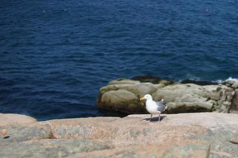 Processed by: Helicon Filter; Seagull sitting on a rock with blue sea water o Stock Photos