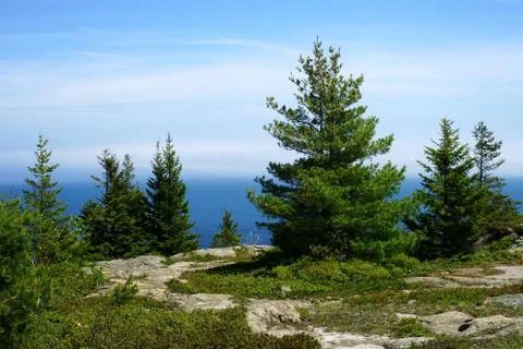 Processed by: Helicon Filter; Several fir trees along the stony pass with bri Stock Photos