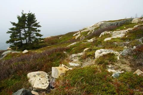 Processed by: Helicon Filter; Several trees, boulders and moss shore landscap Stock Photos