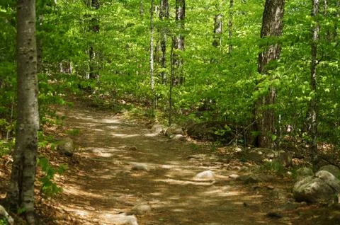 Processed by: Helicon Filter;  SONY DSC Unpaved forest road with sand, boulde Stock Photos