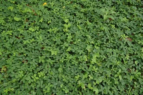 Processed by: Helicon Filter;  SONY DSC Green natural background with round l Stock Photos