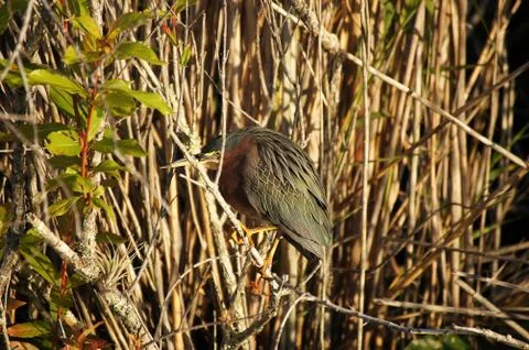 Processed by: Helicon Filter;  SONY DSC Green heron hiding in the twigs early Stock Photos