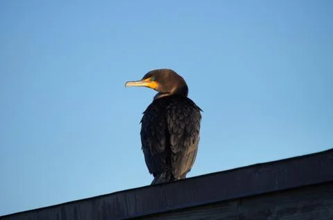 Processed by: Helicon Filter;  SONY DSC Double-crested cormorant sitting high Stock Photos