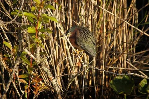Processed by: Helicon Filter;  SONY DSC Green heron hiding in the twigs early Stock Photos