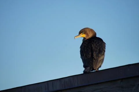Processed by: Helicon Filter;  SONY DSC Double-crested cormorant sitting high Stock Photos