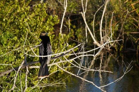 Processed by: Helicon Filter;  SONY DSC Anhinga sitting on the branch in the  Stock Photos