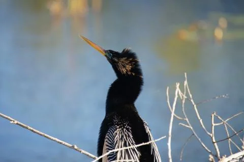 Processed by: Helicon Filter;  SONY DSC Anhinga portrait (looking to the left Foto stock