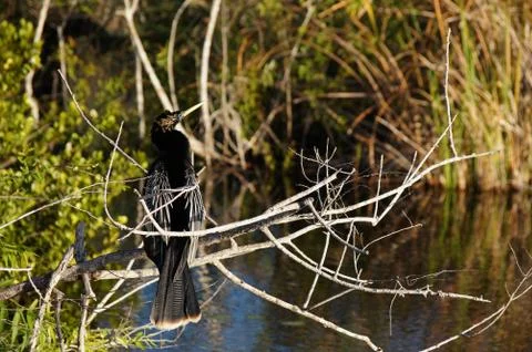 Processed by: Helicon Filter;  SONY DSC Anhinga sitting on the branch in the  Stock Photos