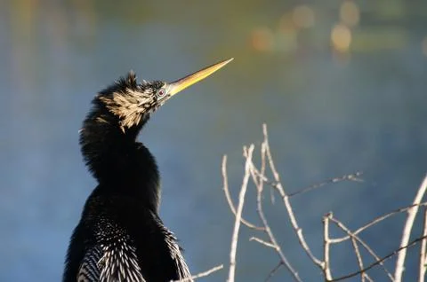 Processed by: Helicon Filter;  SONY DSC Anhinga portrait (looking to the righ Stock Photos