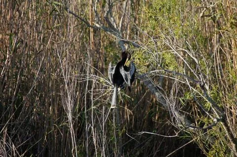 Processed by: Helicon Filter;  SONY DSC Anhinga sitting on the branch and cle Stock Photos