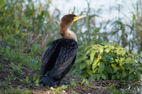 Processed by: Helicon Filter;  SONY DSC Double-crested cormorant sitting on t Stock Photos