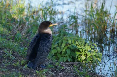 Processed by: Helicon Filter;  SONY DSC Double-crested cormorant sitting on t Stock Photos
