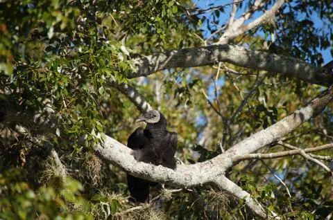 Processed by: Helicon Filter;  SONY DSC Sleepy black vulture sitting high on  Stock Photos