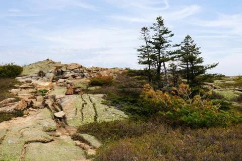 Processed by: Helicon Filter; Spring landscape with several spruce trees, low Stock Photos