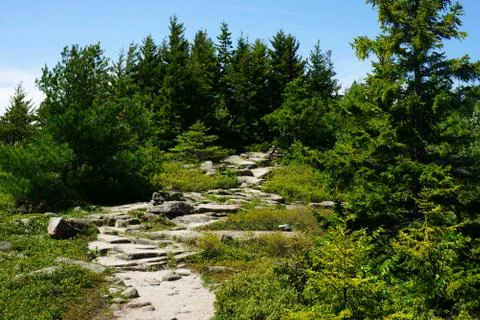 Processed by: Helicon Filter; A steep stony trail through the green fir fores Stock Photos