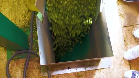 Processed Hop Cones in Industrial Collection Hopper Stock-Footage 346166540