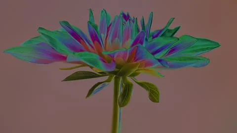 Processed image of a pink dahlia Stock Photos