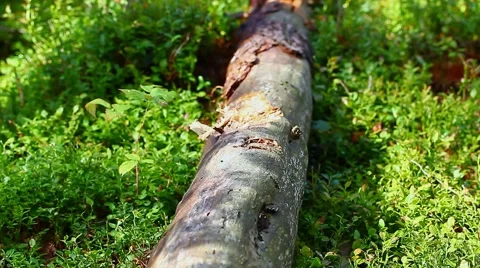 Processed log with an ax in the forest Stock Footage 40766111