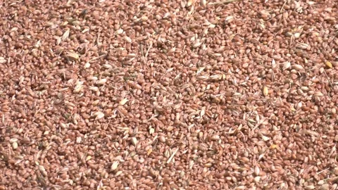 Processed organic dry wheat seeds. Grains of wheat close-up Video stock 223819367