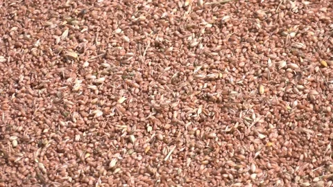Processed organic dry wheat seeds. Grains of wheat close-up Stock Footage 223819441