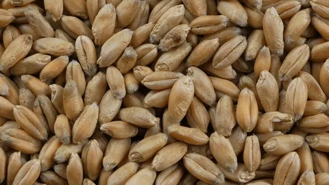 Processed organic wheat grains as agricultural background. Video stock 102789627