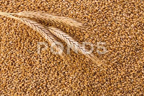 Processed organic wheat grains background Stock Photos